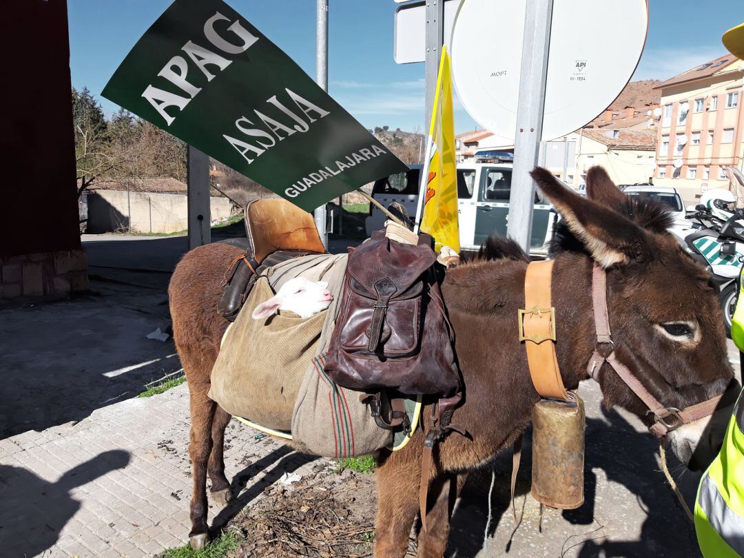 Un burro presente en la concentración de agricultores y ganaderos de Molina de Aragón (Guadalajara) con un cartel en el que se lee &quot;Asaja y Apag&quot; (asociaciones de Ganaderos y Agricultores).