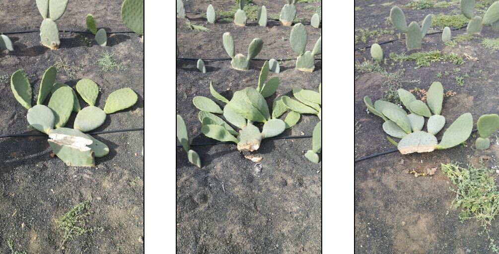 Tuneras destrozadas.