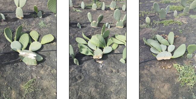 Tuneras destrozadas.