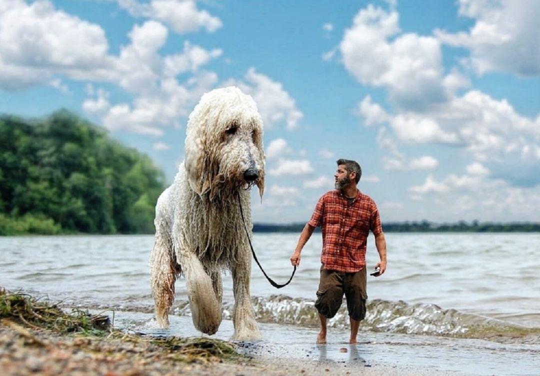 El perro triunfa en Instagram por su tamaño.