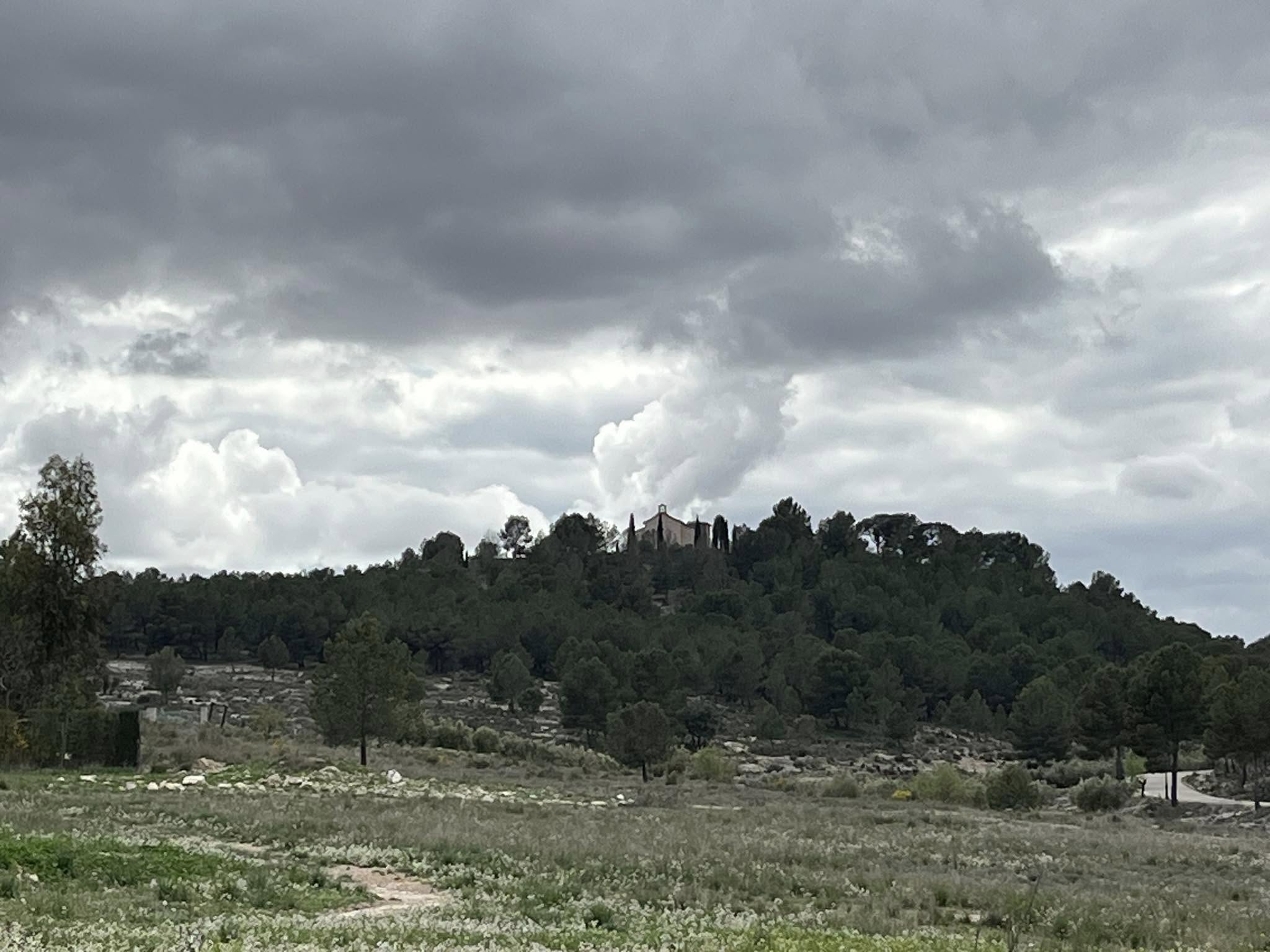 Olivos en Camp de Mirra