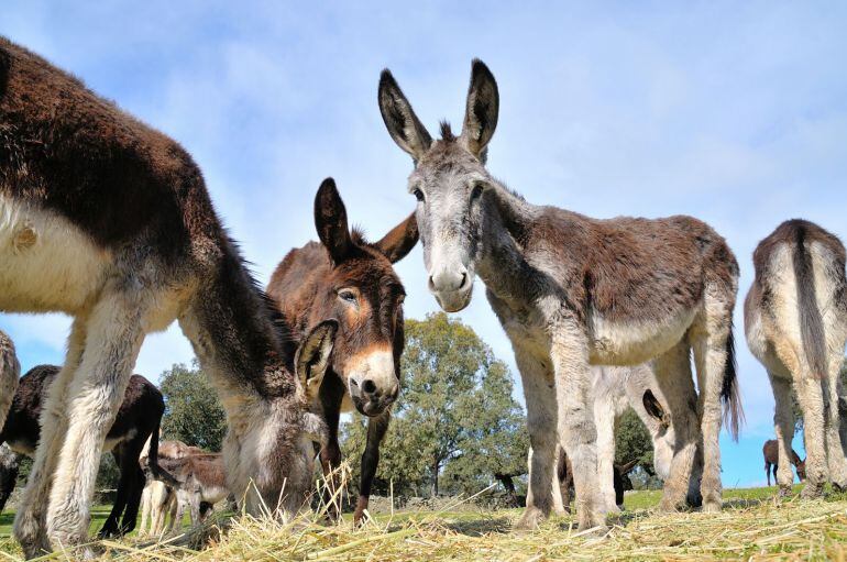 Algunos de los animales que se han recuperado en el Norte de Extremadura  Burros recuperados