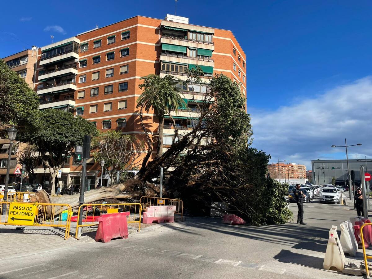 Compromís exige un plan para reponer todos los árboles caídos y abatidos en València por los últimos temporales