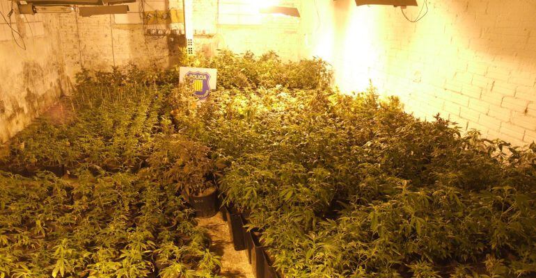 Imatge de les plantes de marihuana localitzades en una granja de Balaguer.