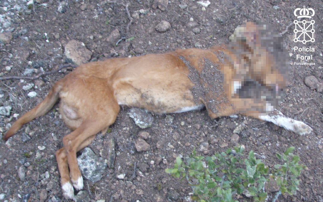 Imagen del perro muerto a tiros