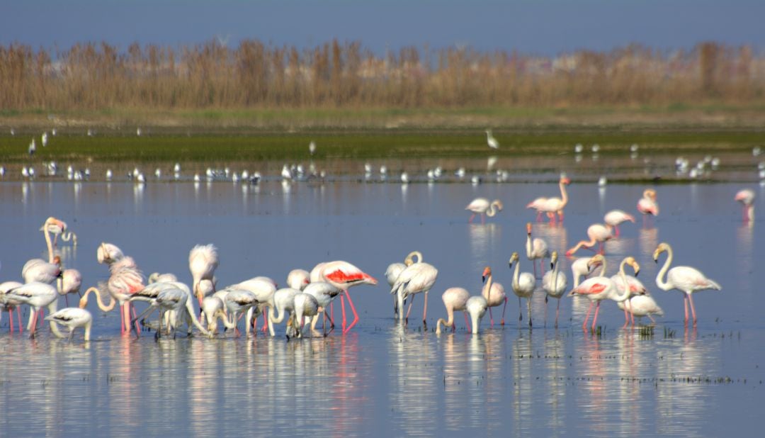 Albufera de València. 