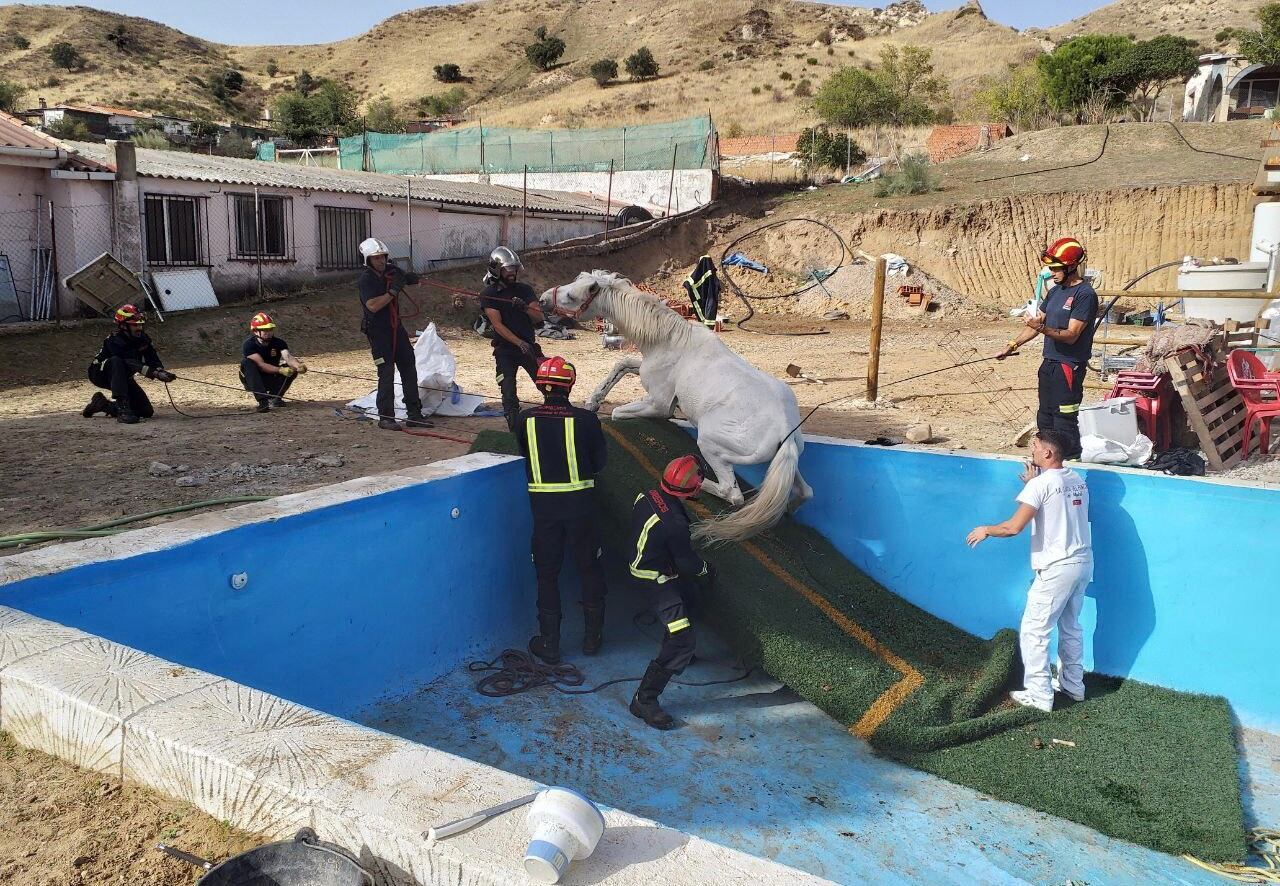 Un caballo es recatado tras caer en una piscina vacía en El Molar