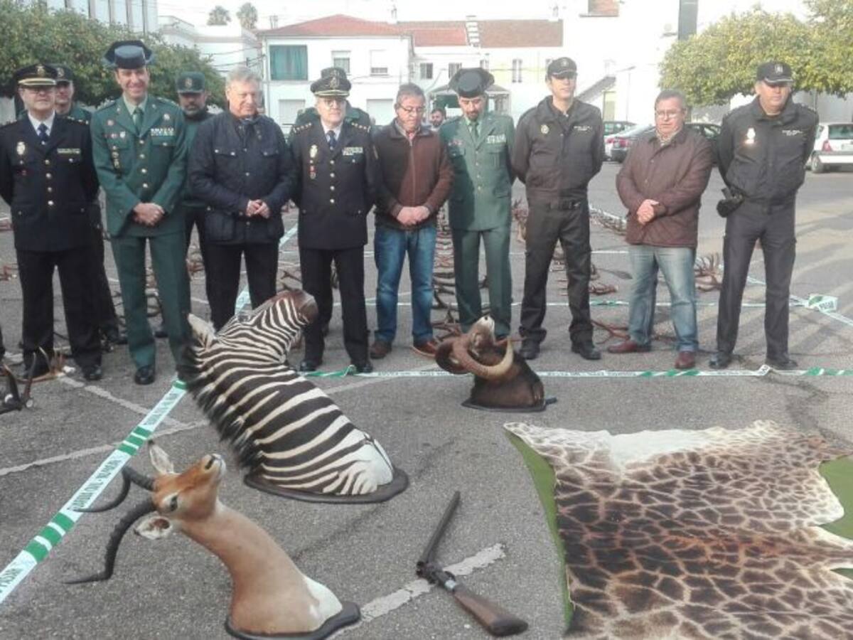 Desarticulado un grupo que robaba cuernas de venado en la provincia