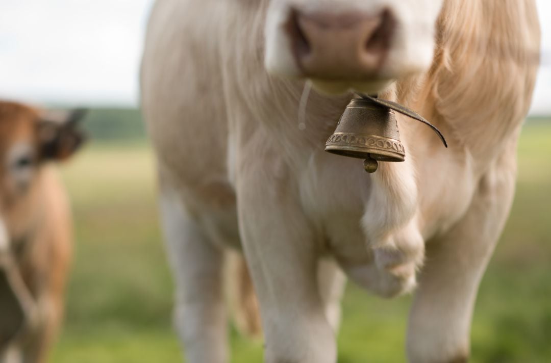 El Ayuntamiento de Ribadesella alerta sobre los ruidos del mundo rural ante las quejas de algunos visitantes.