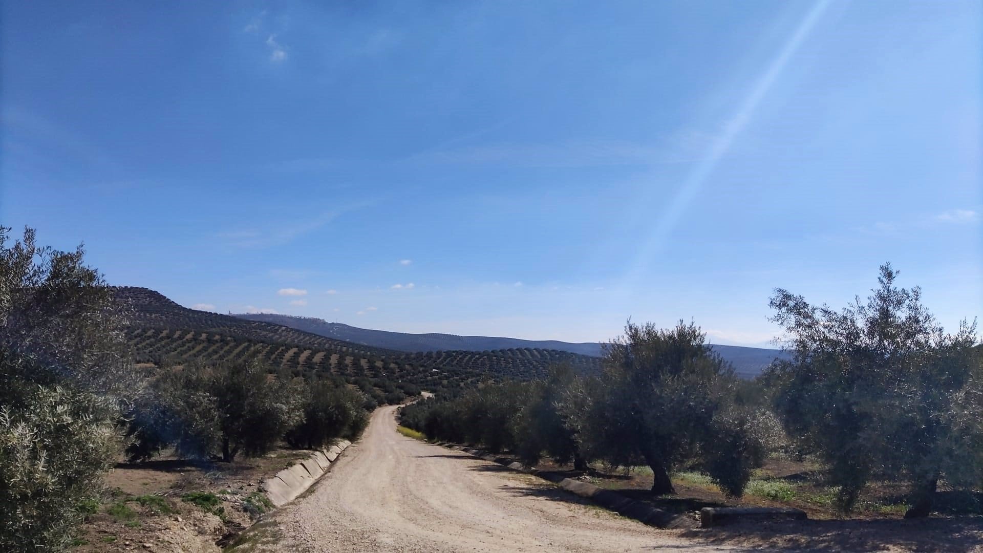 Paisaje de olivar. Imagen de archivo