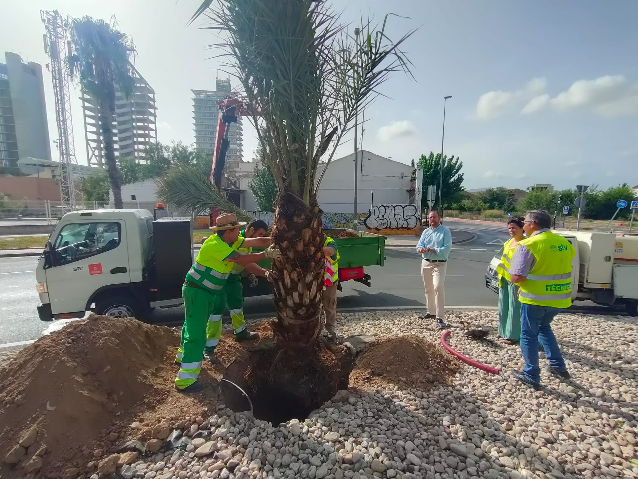 El Ayuntamiento de Murcia repone más de un centenar de palmeras afectadas por picudo rojo