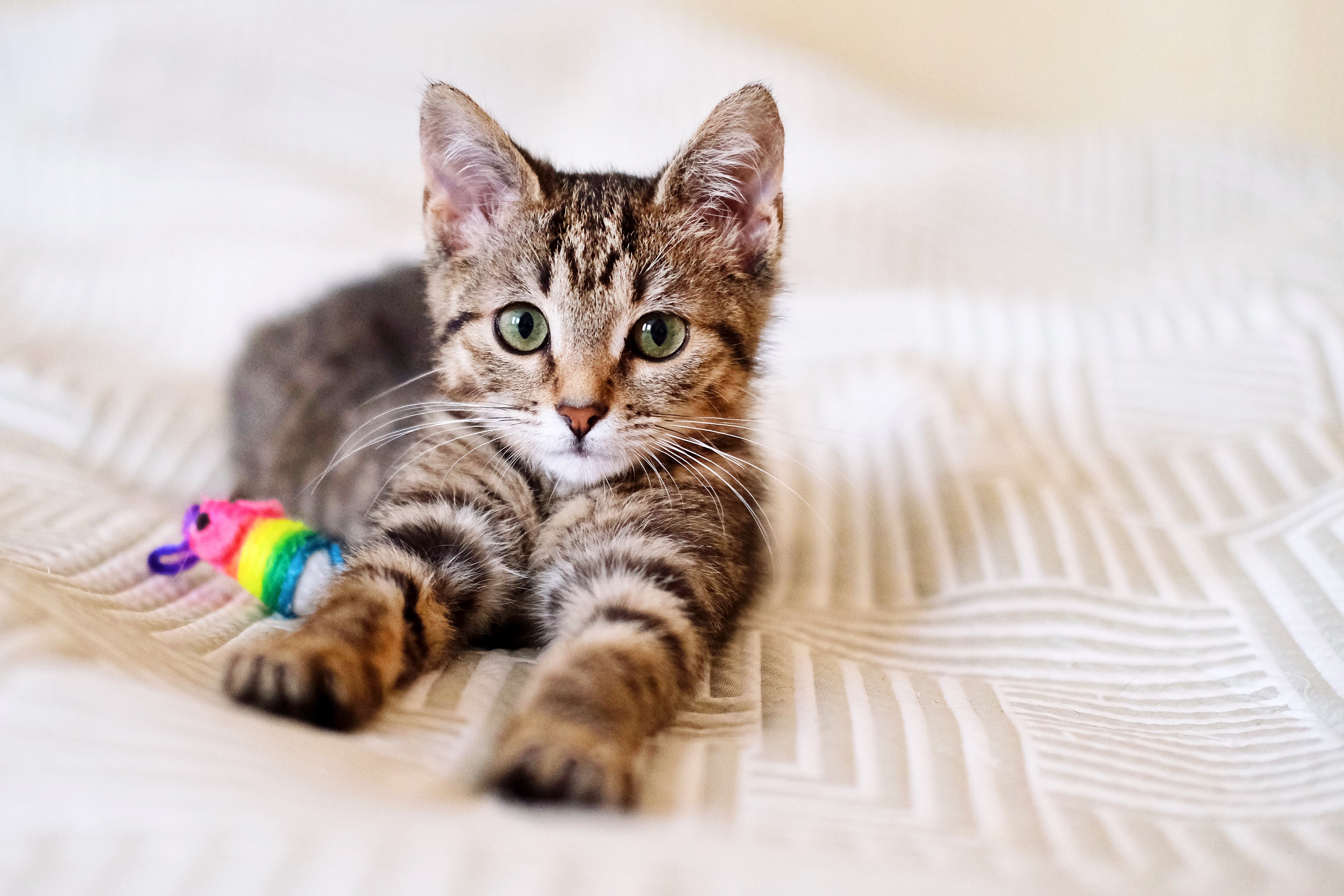 A homeless cute cat, similar to a tiger cub in a shelter, looking for a home, helping animals