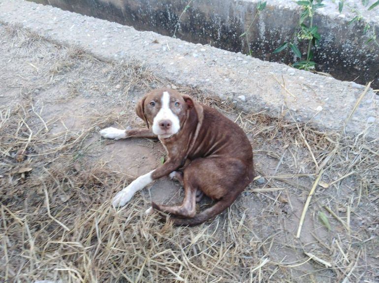 Un perro mestizo mediano permaneció durante toda la noche junto a Francisco, que estaba desaparecido