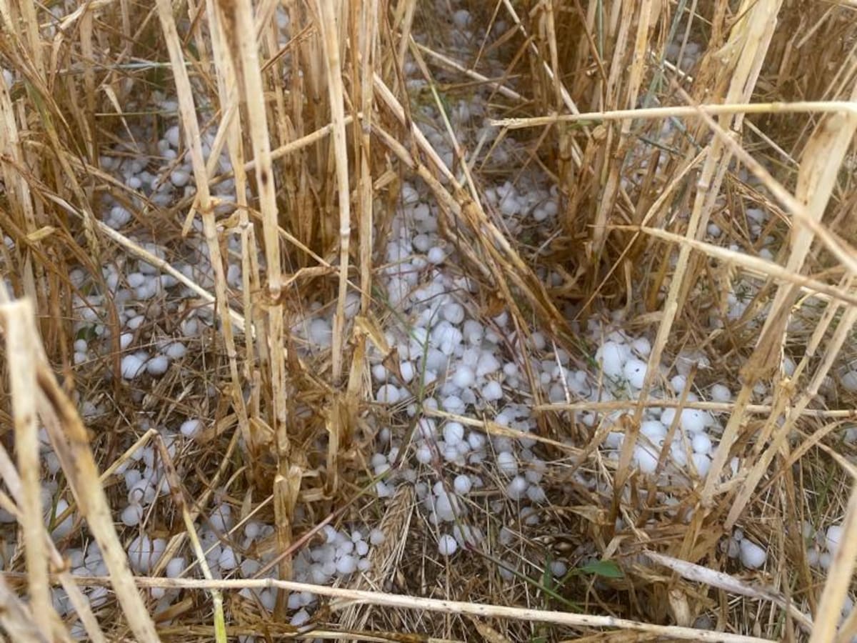 Aragón reducirá un 23 % su cosecha de cereales este año, según comerciantes