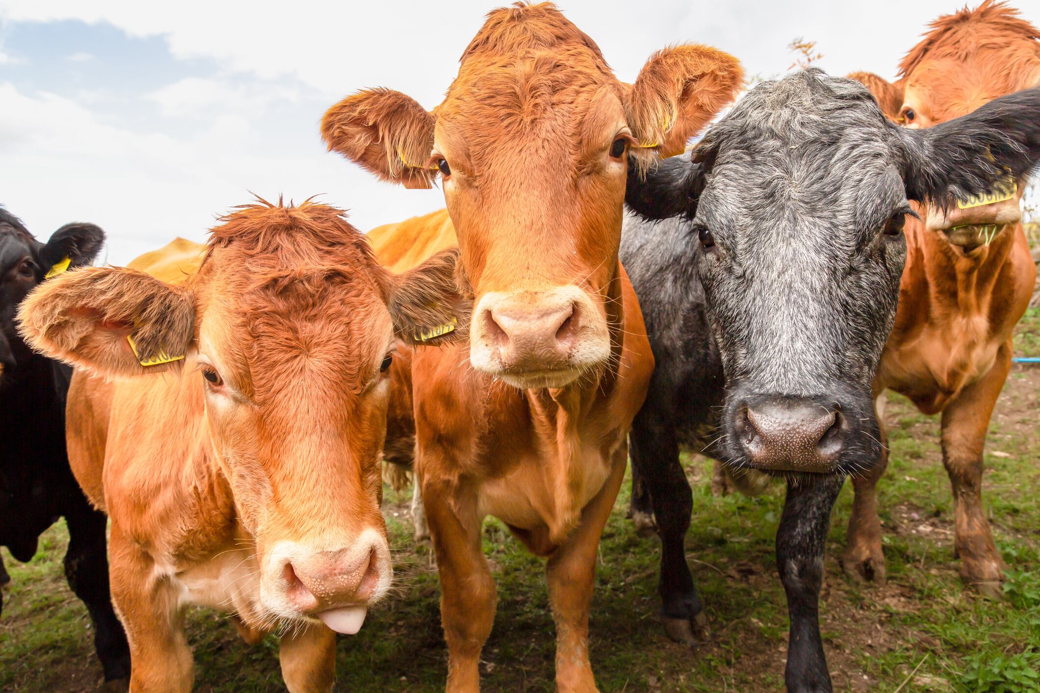 Close up of a herd of young, very curious female cows or heifers, facing forward and looking at camera. One Limousin cow has her tongue out.  Horizontal  Copy space.