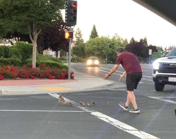 Muere atropellado un hombre que se bajó del coche para ayudar a una familia de patos a cruzar la calle en California (EEUU).