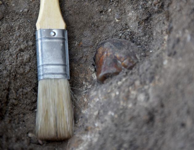 Resto de mastodonte en el yacimiento Baza-1