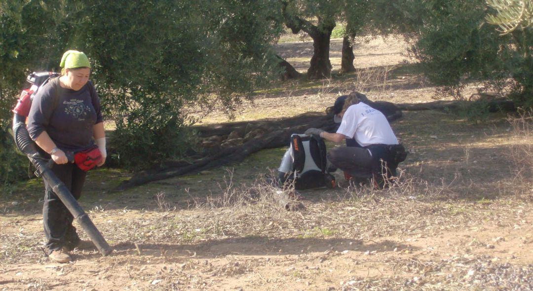 Dos mujeres trabajando en la aceituna.