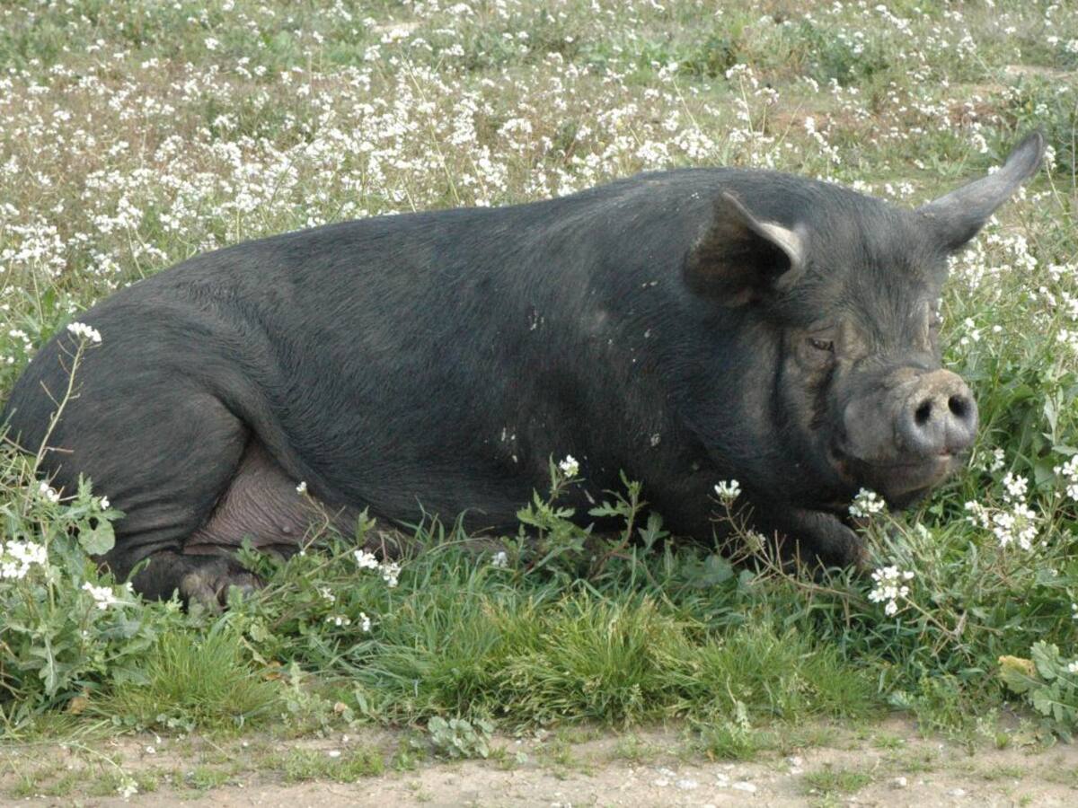 Francisco Román (Adespolorca): "El chato murciano es un producto gourmet muy difícil de producir"