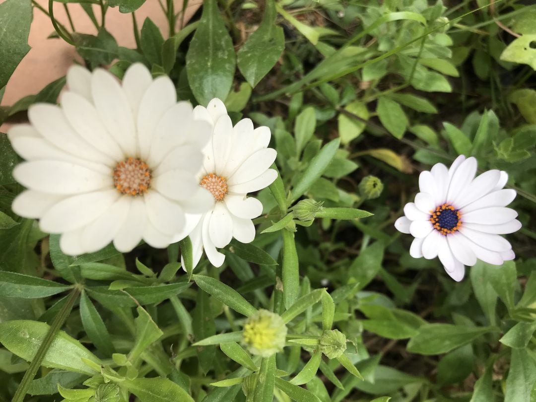 Campaña para dar salida a la flor de temporada