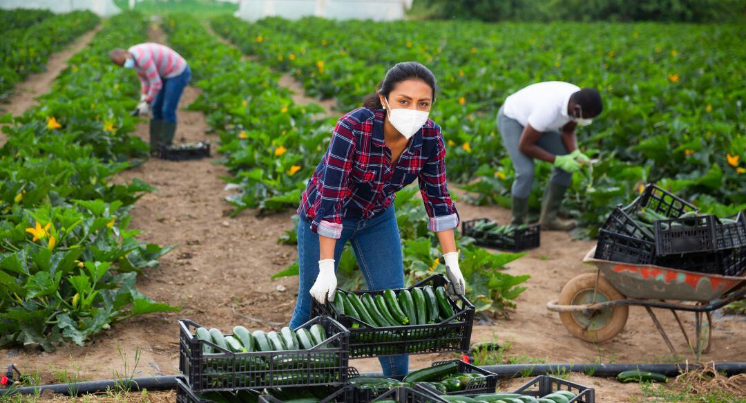 Imagen de archivo de unos trabajadores en una explotación agrícola