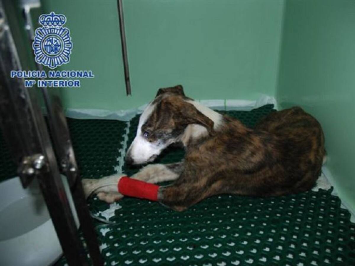 Detenido en El Ejido por maltratar a tres galgos hasta la muerte
