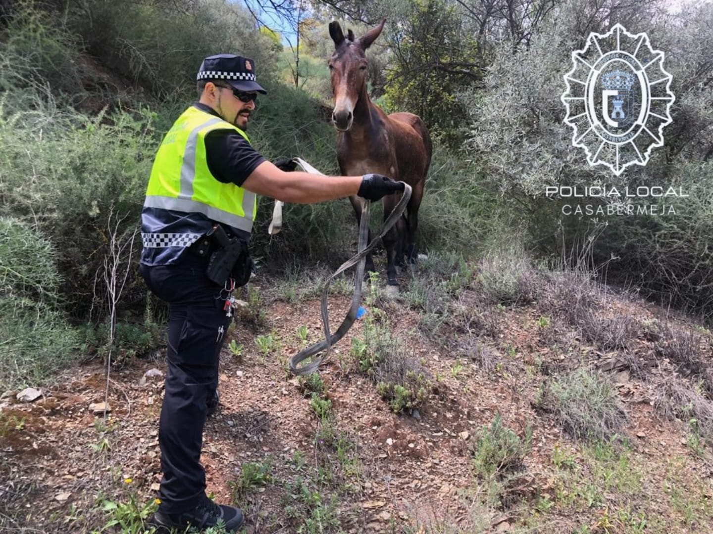 Un momento de los agentes de la policía con el equino