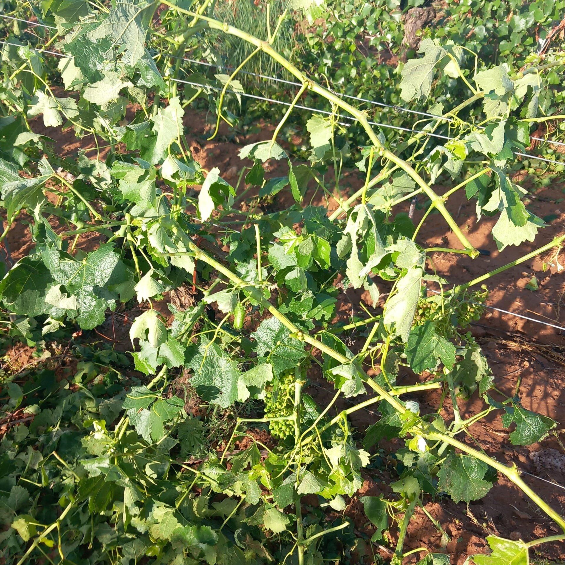 Daños en cultivos causados por el pedrisco