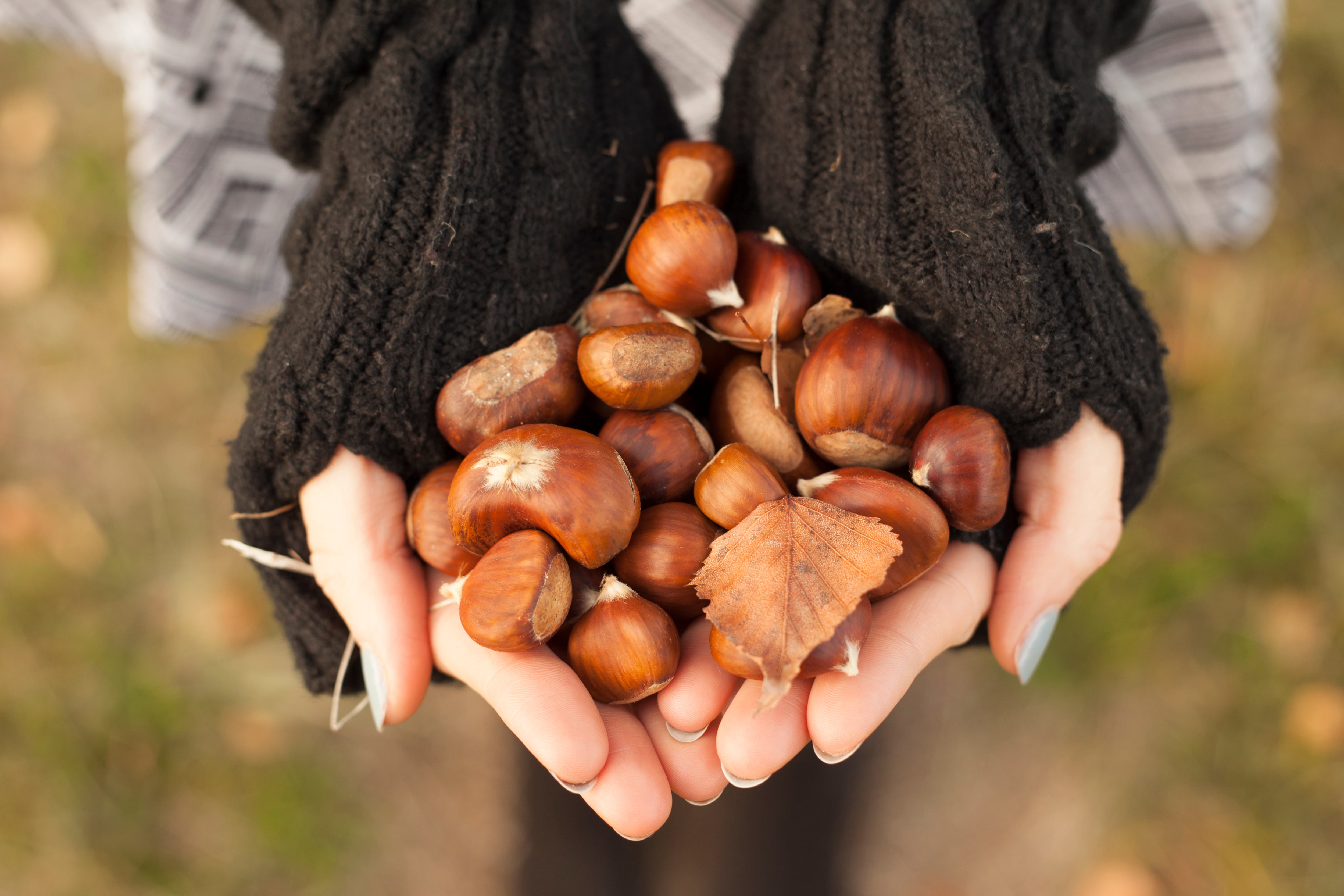 Europa, Deutschland, München, junge, Frau,  Herbst, Kastanien