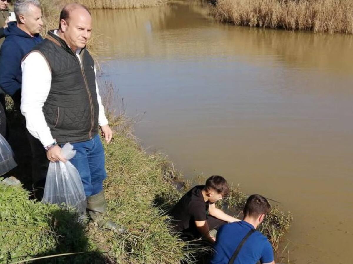 Liberan más de 140 kilos de angulas europeas en los ríos Guadiaro, Palmones y Guadarranque