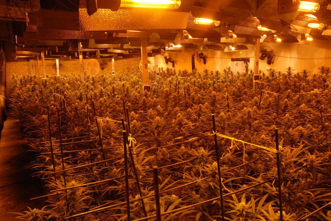 Parte de la droga incautada.