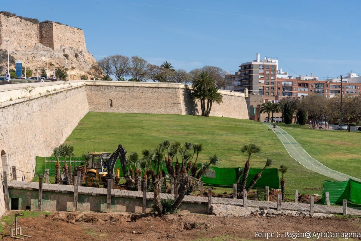 Ya ha comenzado el trasplante de los palmitos del parque de El Batel