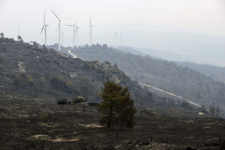 Vista de la superficie calcinada en el incendio forestal de Cualedro