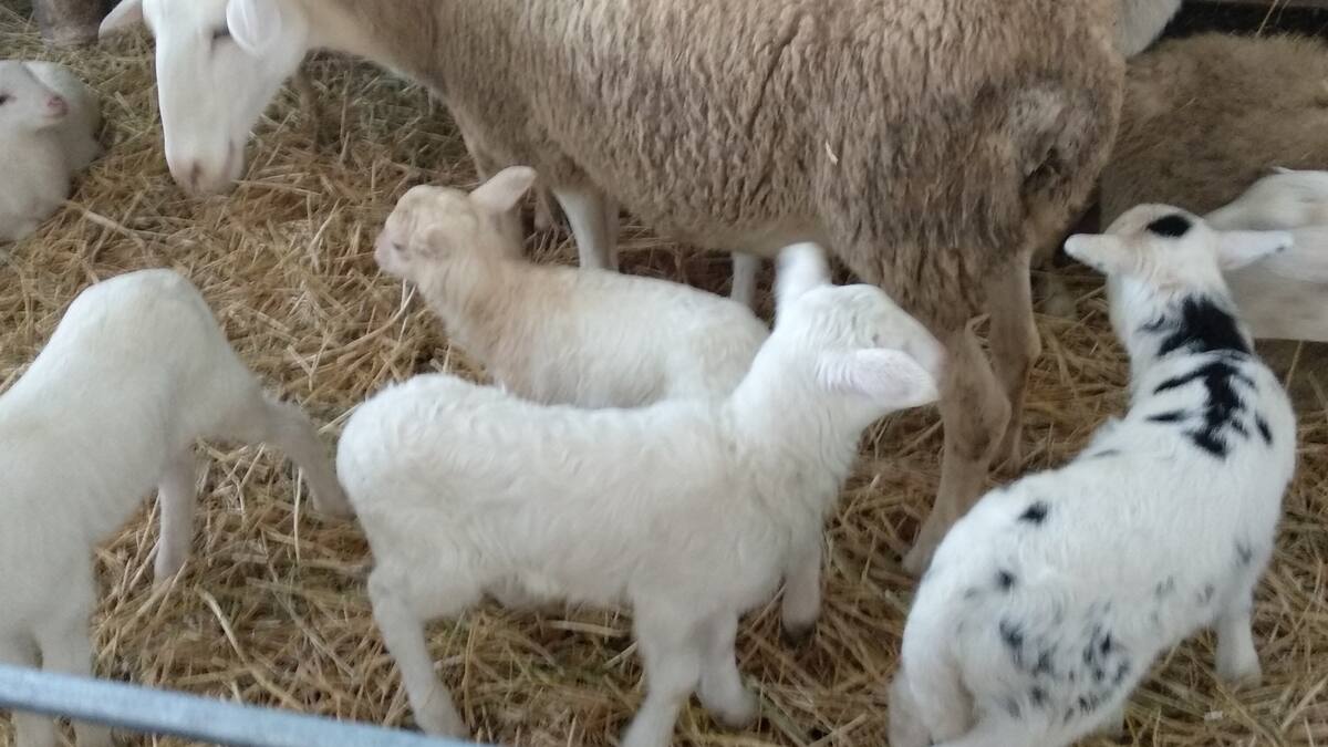 Biescas vive su otoño ferial