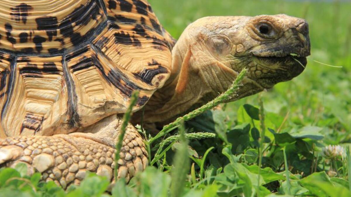 Petra: "Mi tortuga Babalina se ha escapado de casa. Lleva 13 años conmigo y no me hago a la idea de vivir sin ella"