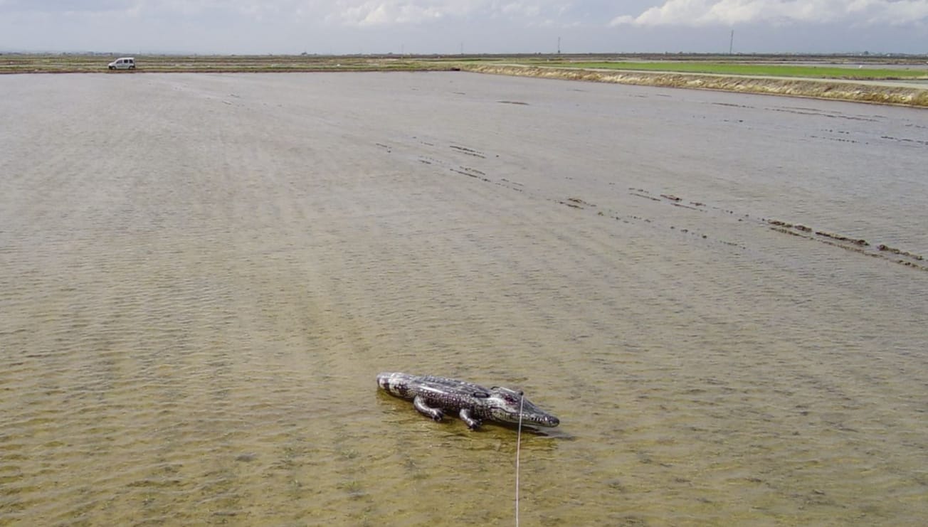 Cocodrilo hinchable en l&#039; Albufera de València