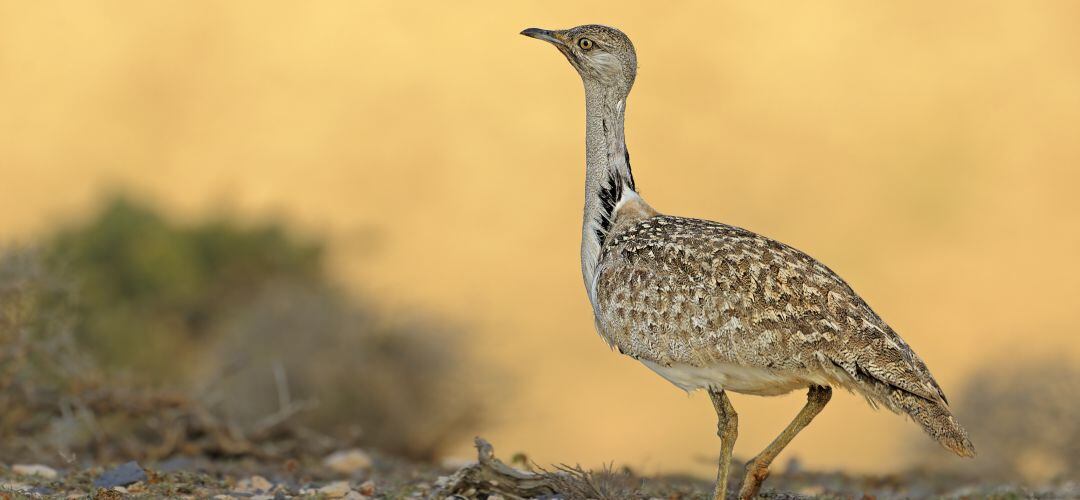 La avutarda es uno de los símbolos de la fauna del sur de Madrid pero su población está decreciendo a niveles preocupantes