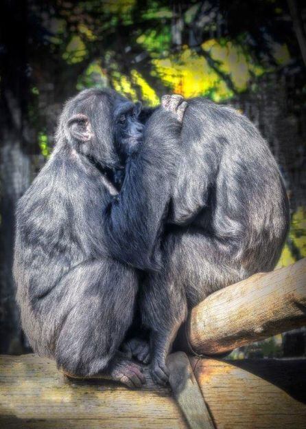 Chimpancés del Zoo de Jerez