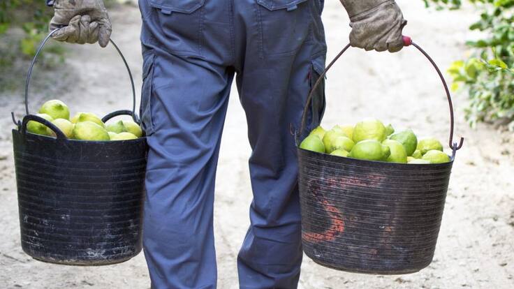 Cribados masivos y "arcas de Noé" para evitar focos de Covid en las campañas de verano del campo murciano