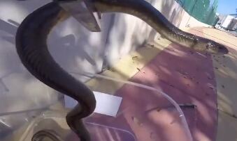 Serpiente capturada en Estepona