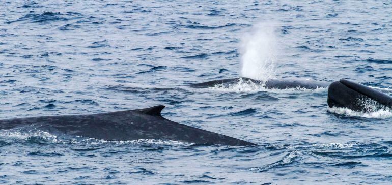 Una expedición científica australiana-neozelandesa en la Antártida ha localizado más de 50 ejemplares de ballena azul