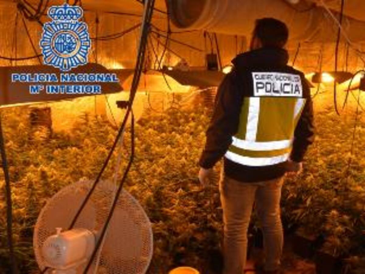 La Policía desmantela una segunda plantación de marihuana en Alcázar con 716 plantas