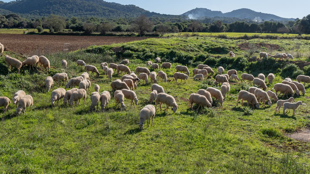 Miquel Gual, Cooperativa Camp Mallorquí, en Hoy por Hoy Mallorca (13/11/2024)