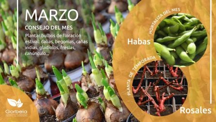 Consejo y plantas de temporada