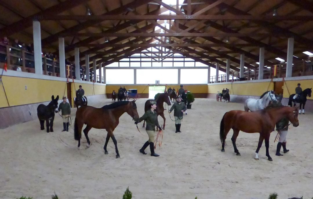 Demostración equina en el Centro Militar de Cría Caballar de Mazcuerras.