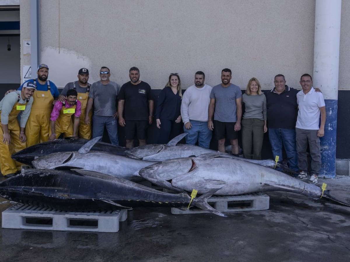 Arguineguín abre la temporada de pesca: cinco gigantes del Atlántico marcan la primera descarga de atún rojo en Gran Canaria