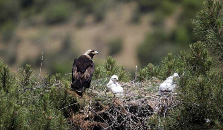 Un nido de águila imperial ibérica con dos polluelos.