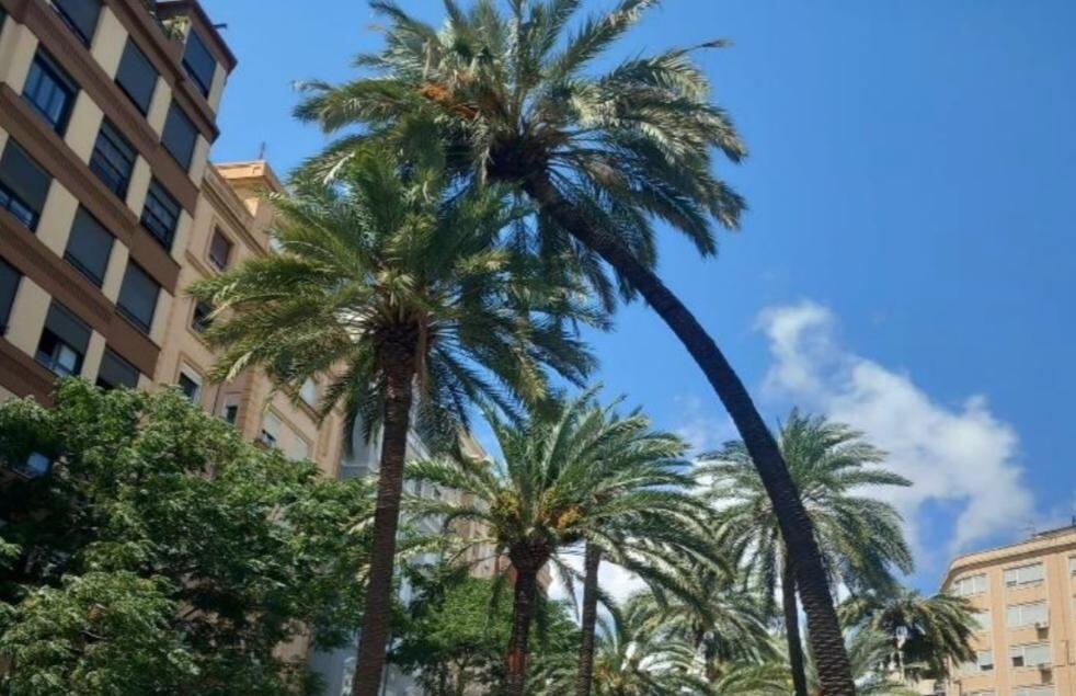 Talan dos palmeras monumentales en València que estaban a punto de desplomarse.