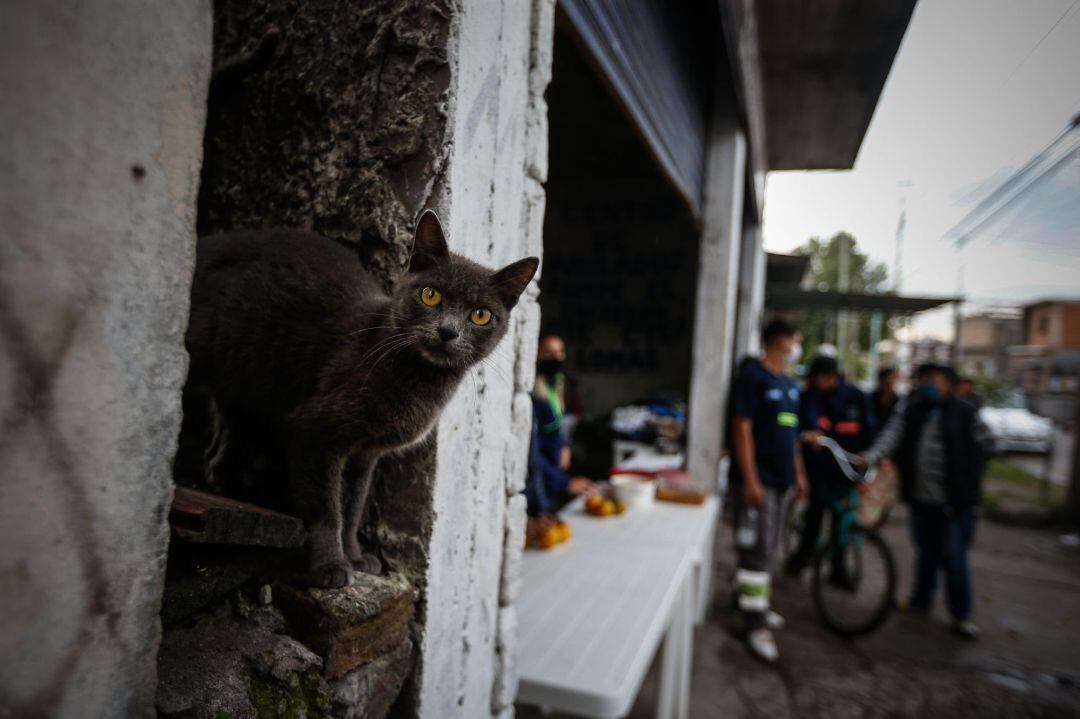 Un gato durante una olla popular realizada por entidades sociales para alimentar a personas de escasos recursos en el barrio Villa Fiorito, en Buenos Aires (Argentina).