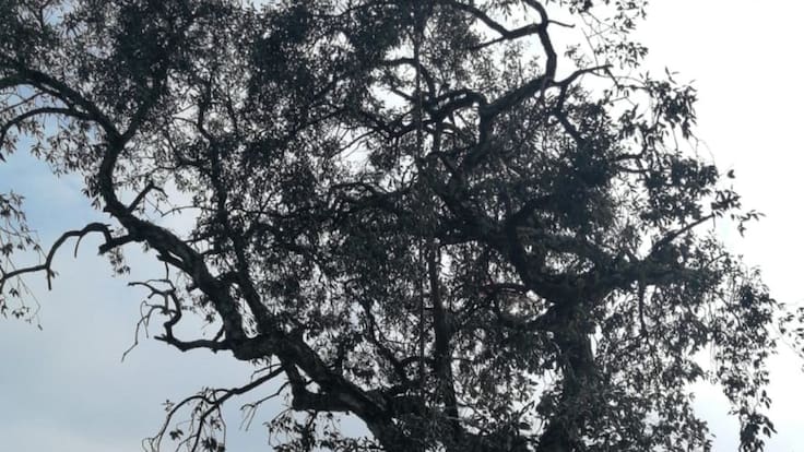 Santiago Sierra, nuevos árboles en Cueto (Santander) (01/03/2021)